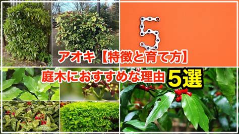 陰樹 種類|陰樹とは？種類や育て方まで徹底解説！ 